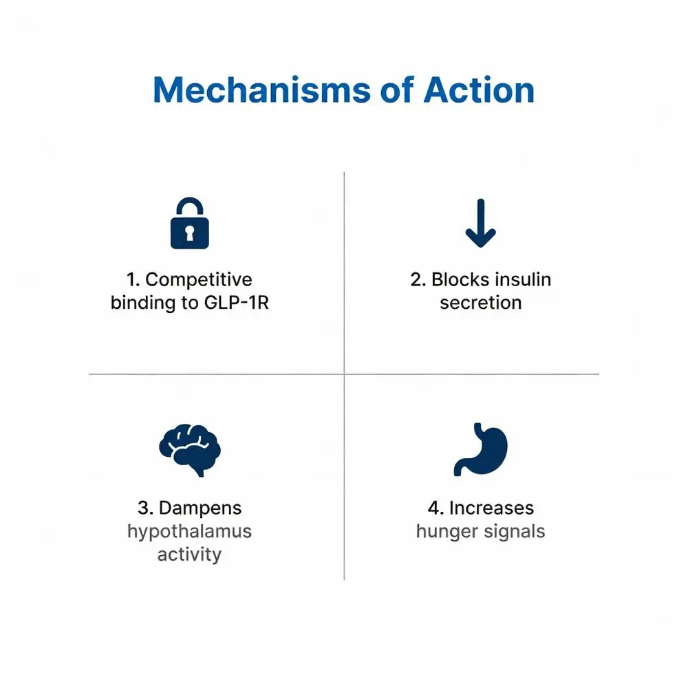 Mechanisms of Action: 1. Competitive binding to GLP-1R, 2. Blocks insulin secretion, 3. Dampens hypothalamus activity, 4. Increases hunger signals