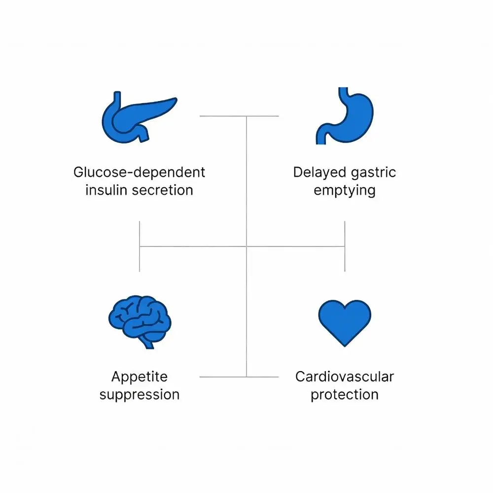 Diagram illustrating the benefits of GLP-1: glucose-dependent insulin secretion, delayed gastric emptying, appetite suppression, and cardiovascular protection