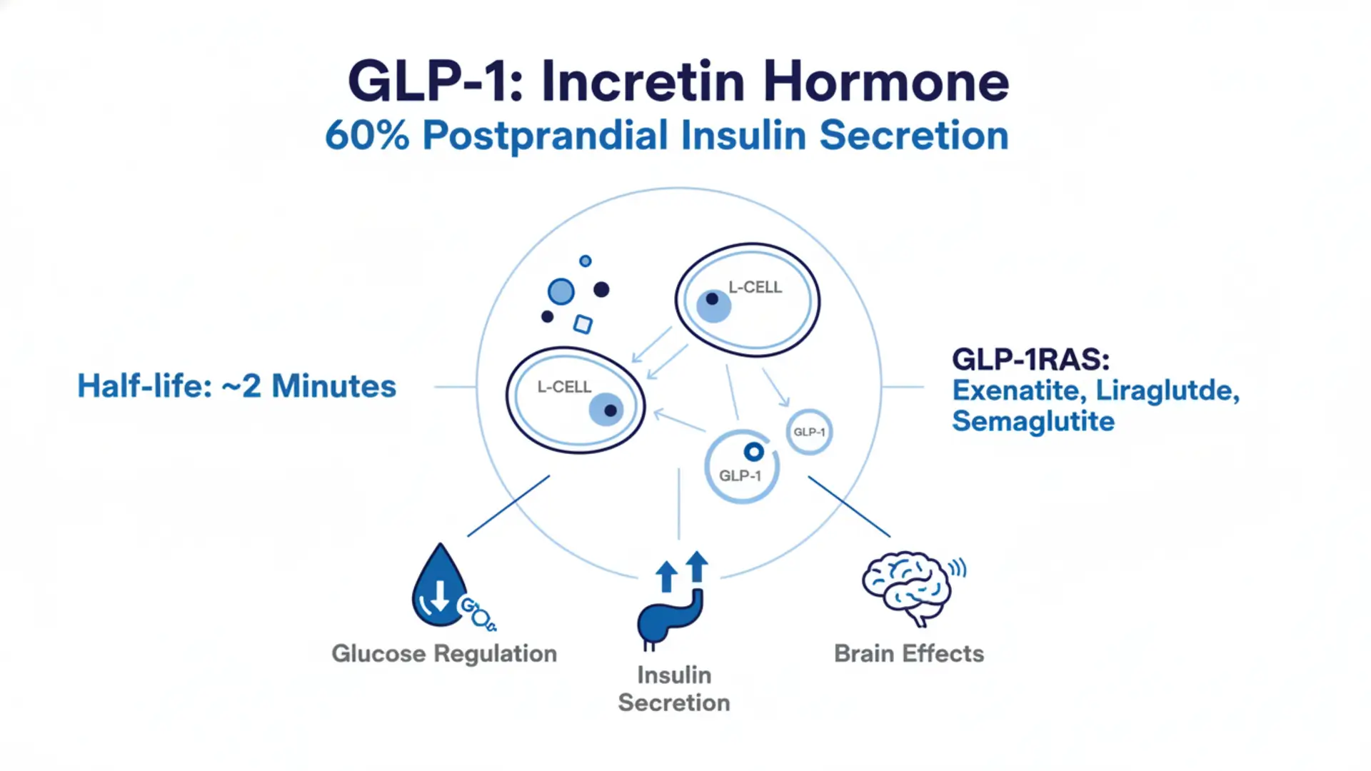 Diagram of GLP-1 Incretin Hormone showing its role in 60% postprandial insulin secretion, with a half-life of 2 minutes, and its effects on glucose regulation, insulin secretion, and brain functions, along with GLP-1RAs like Exenatide, Liraglutide, and Semaglutide.